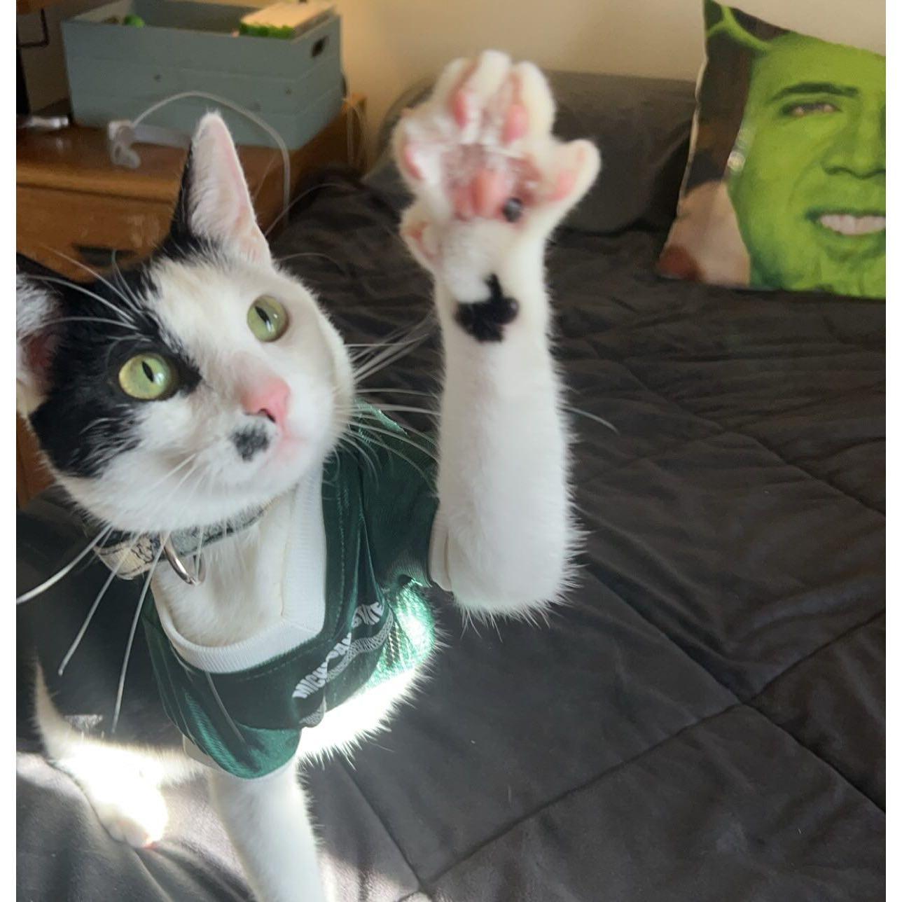 Jack the female cat