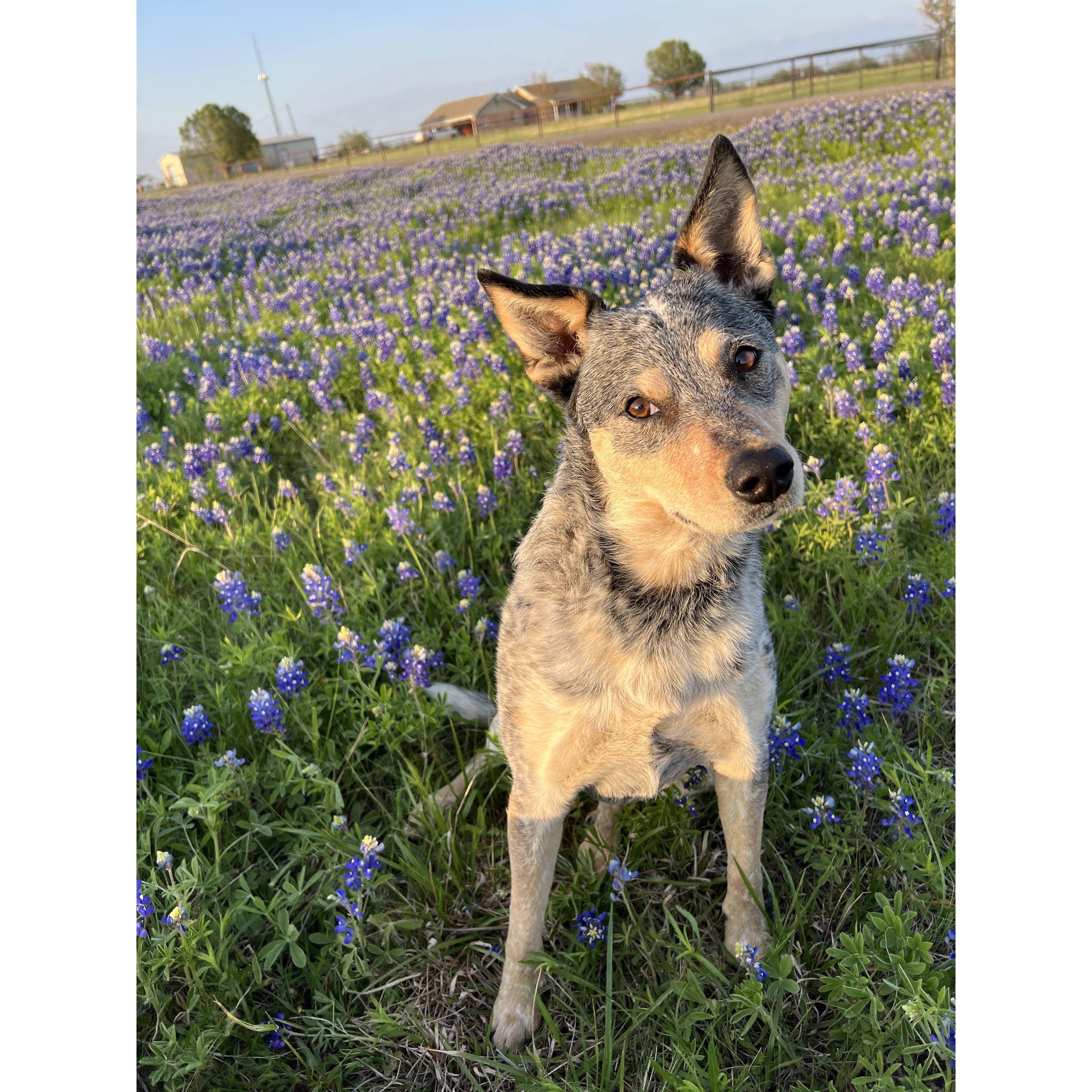 The bestest girl: Luna