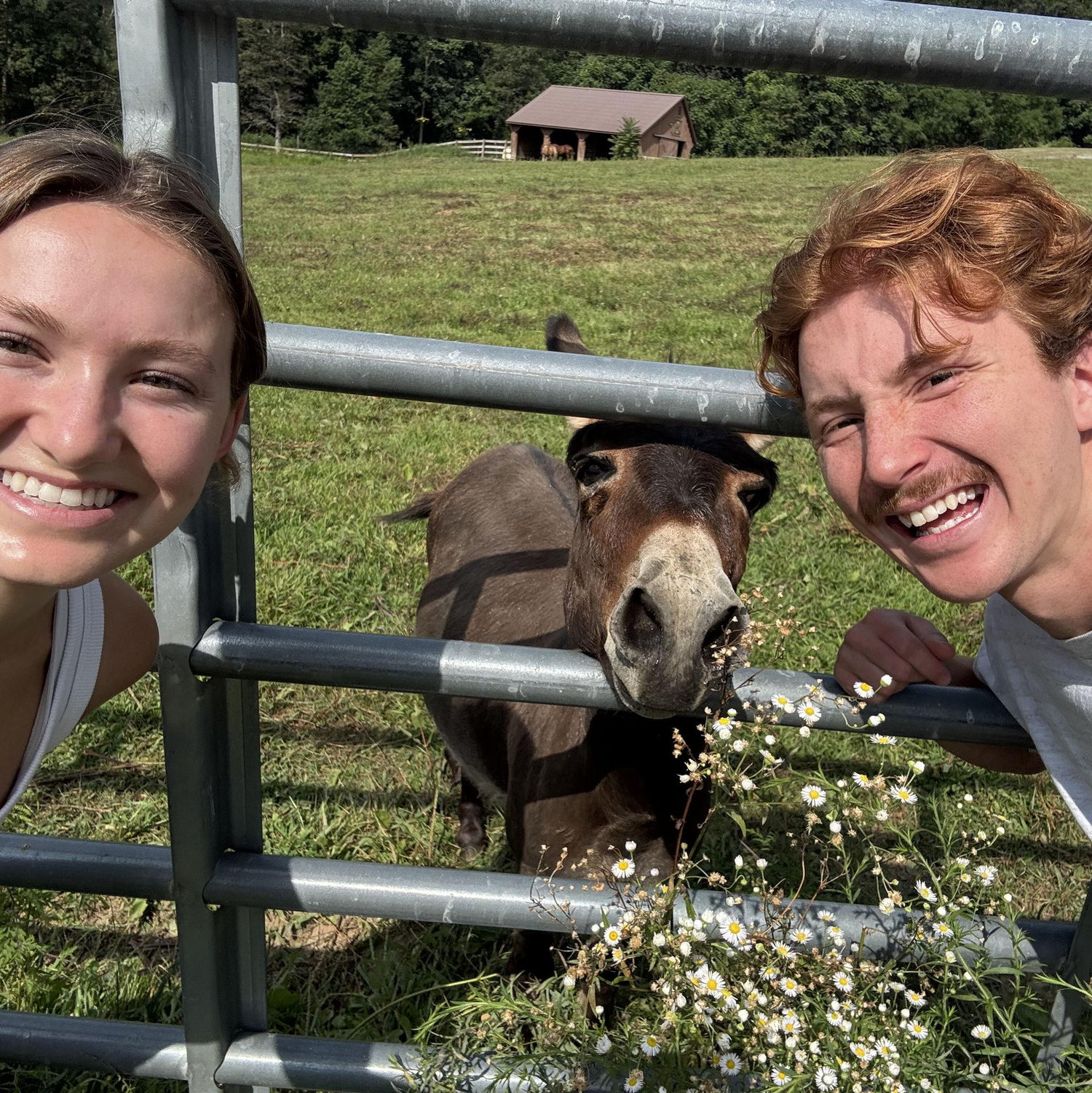 Fransisco the donkey
