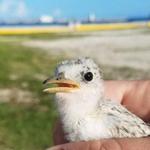 Key West Wildlife Center