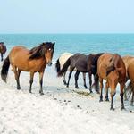 Assateague State Park