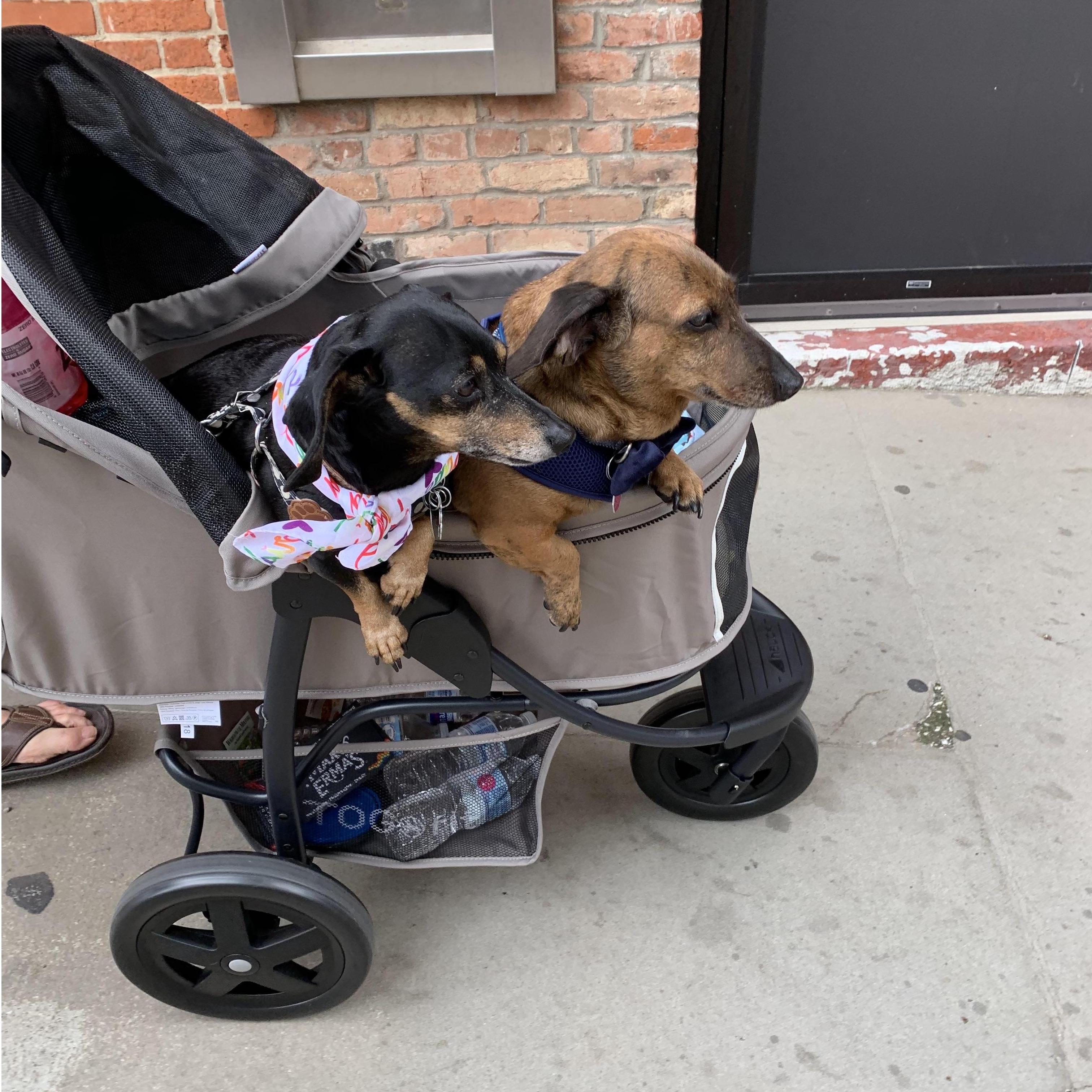 Pups strolling through Pride.