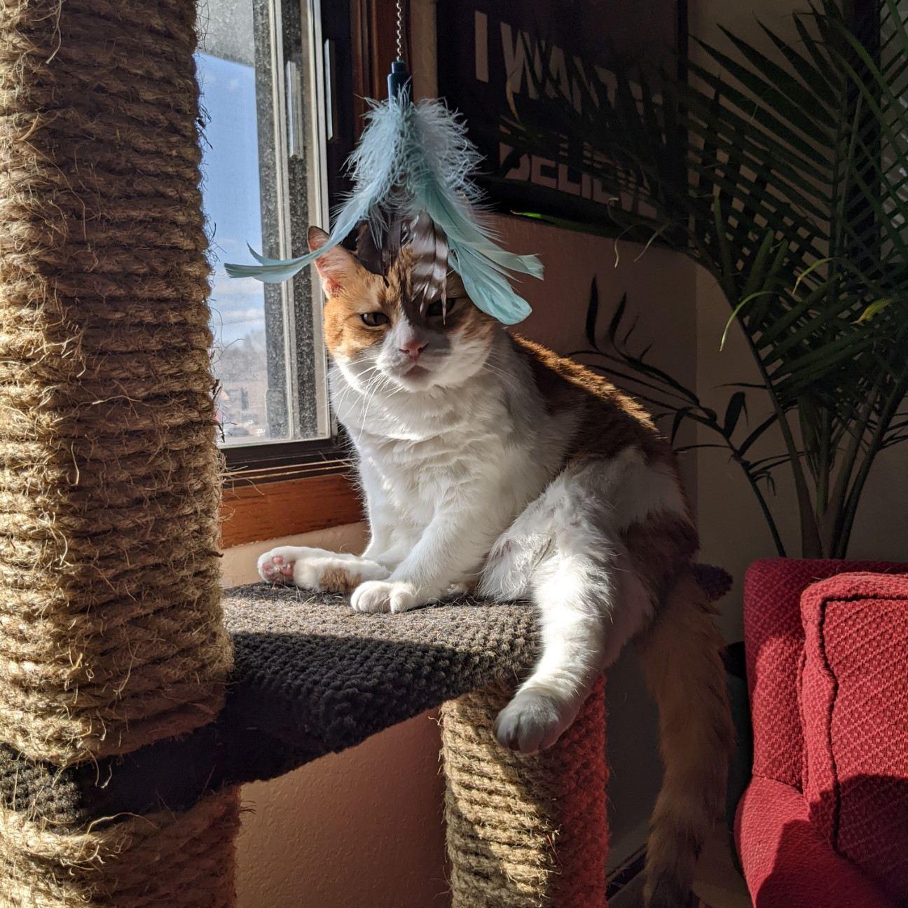 We take a lot of pictures of our cat! She's very much part of the family! 
