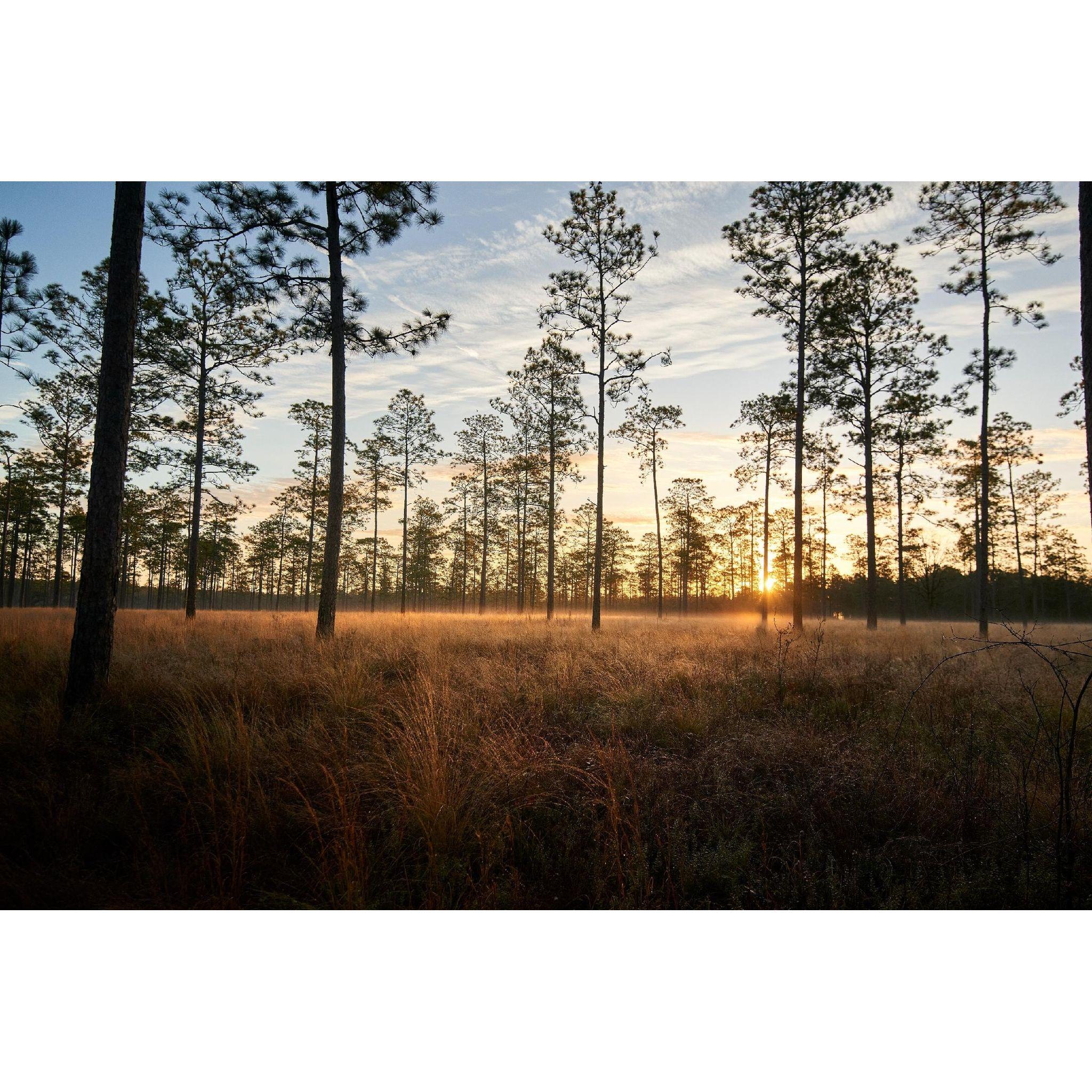 Southwind Plantation Pines