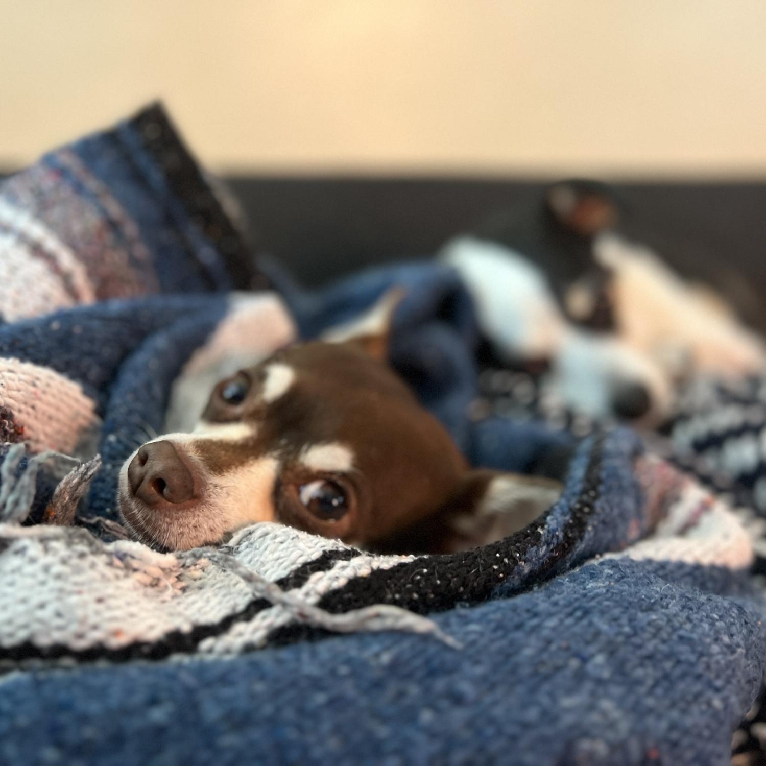 Couch potatoes!