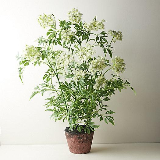 Faux Potted Queen Anne's Lace Plant