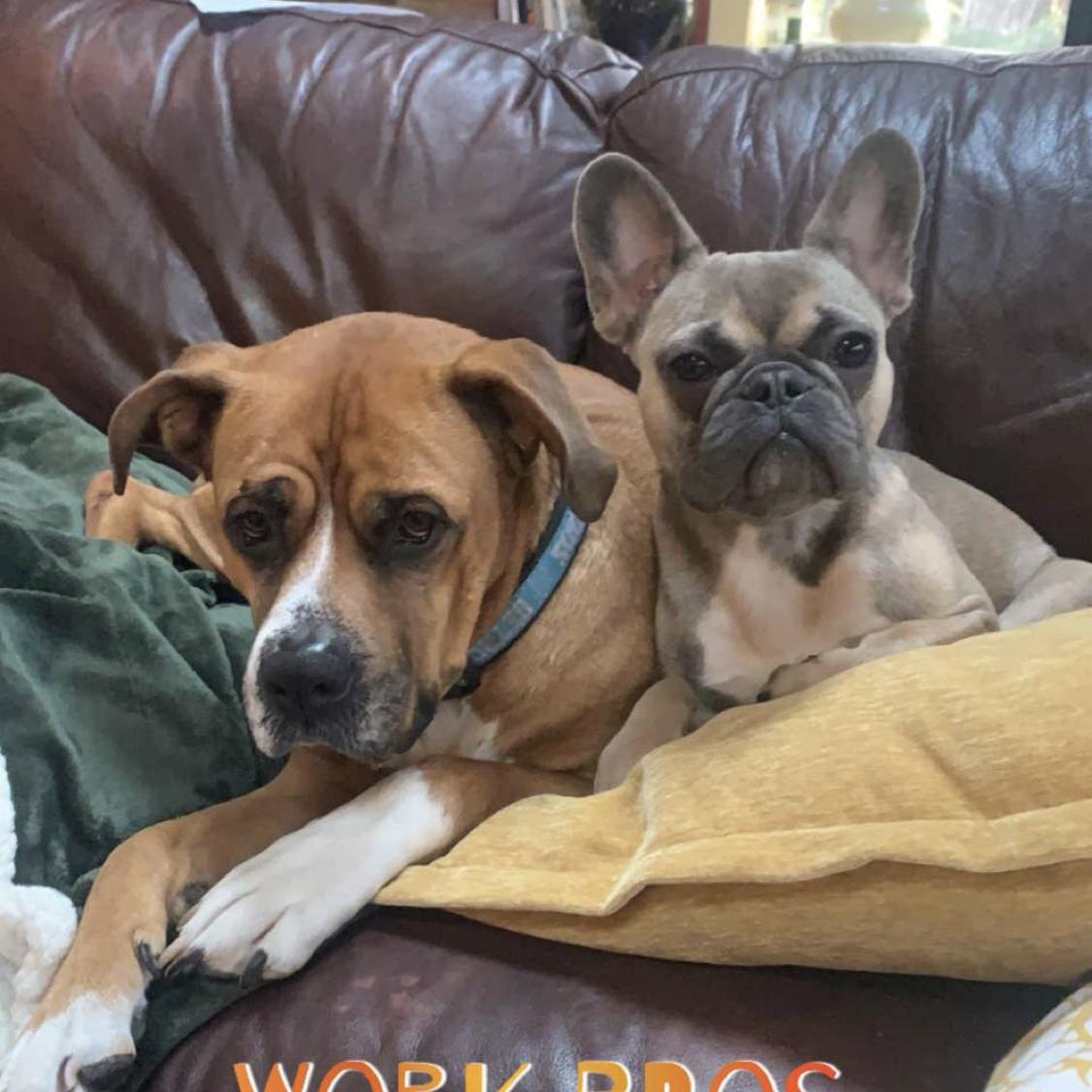 We got two doggos in 2020!