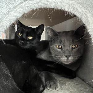 Cat care!