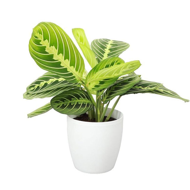 Thorsen's Greenhouse Lemon Lime Prayer Plant, Live Indoor Plant, Pet Friendly, Attractive Houseplant, Lemon Maranta, Natural Air Purifier, Easy to Grow, 4" Diameter Pot (White)