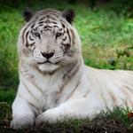 The Catty Shack Ranch Wildlife Sanctuary