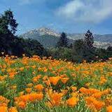 Santa Barbara Botanic Garden