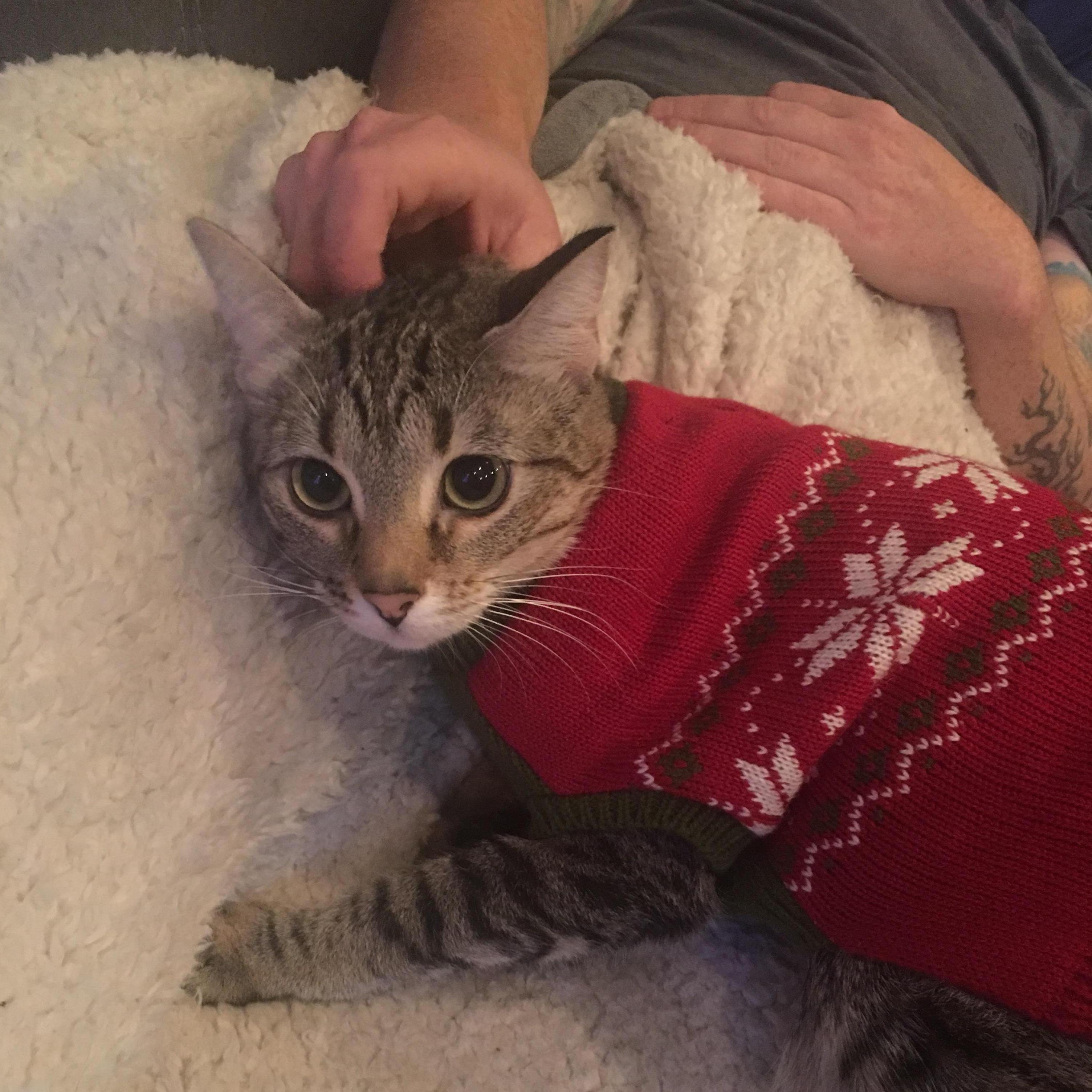 Birdie thrilled to sport her Christmas sweater.