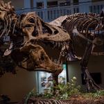Carnegie Museum of Natural History