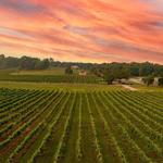 Arrington Vineyards