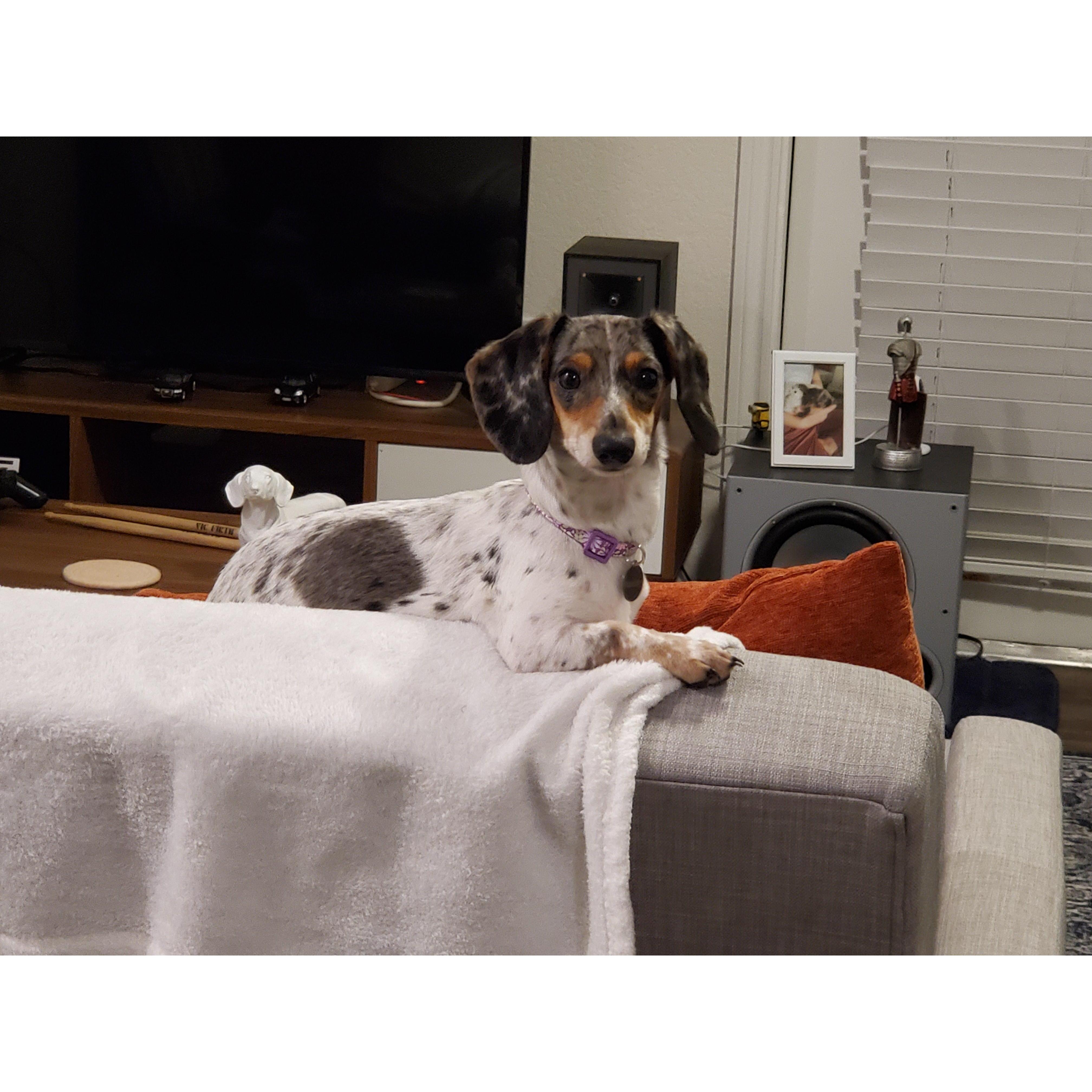 Le pup