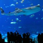 Georgia Aquarium