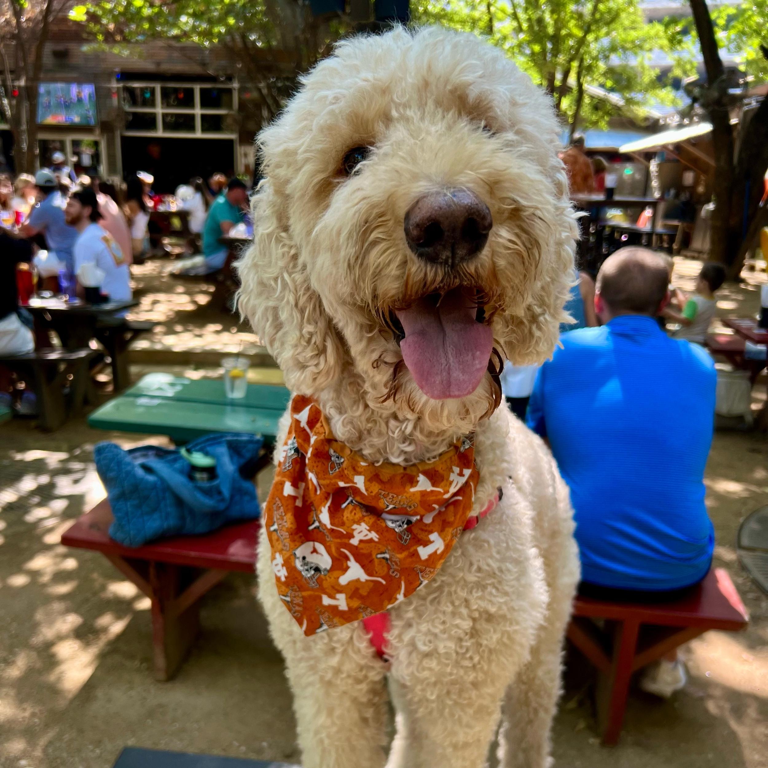 Dog Hotel For Our Honeymoon