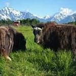 The Musk Ox Farm