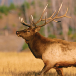 National Elk Refuge