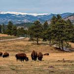 Buffalo Overlook