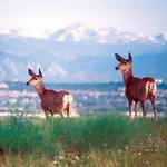 Rocky Mountain Arsenal National Wildlife Refuge