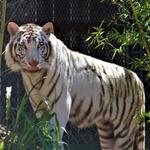Austin Zoo