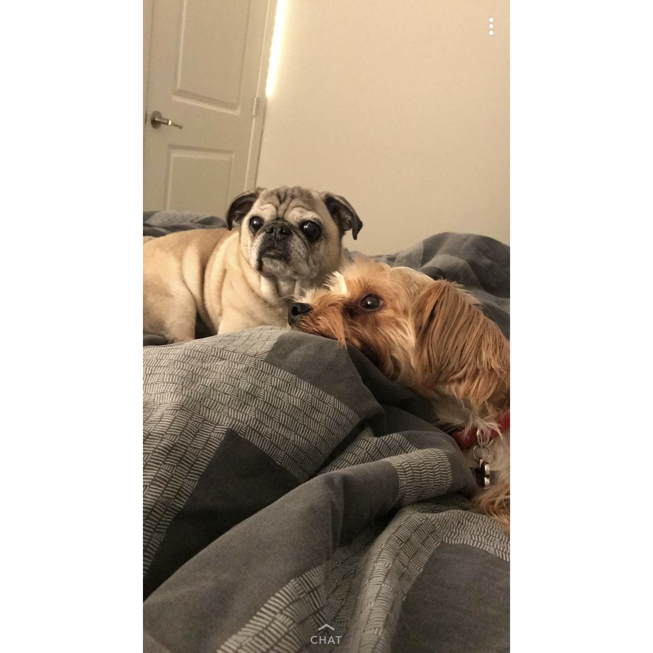 Mylo and Mugzee