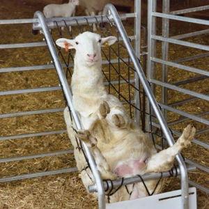 Deck Chair for Sheep