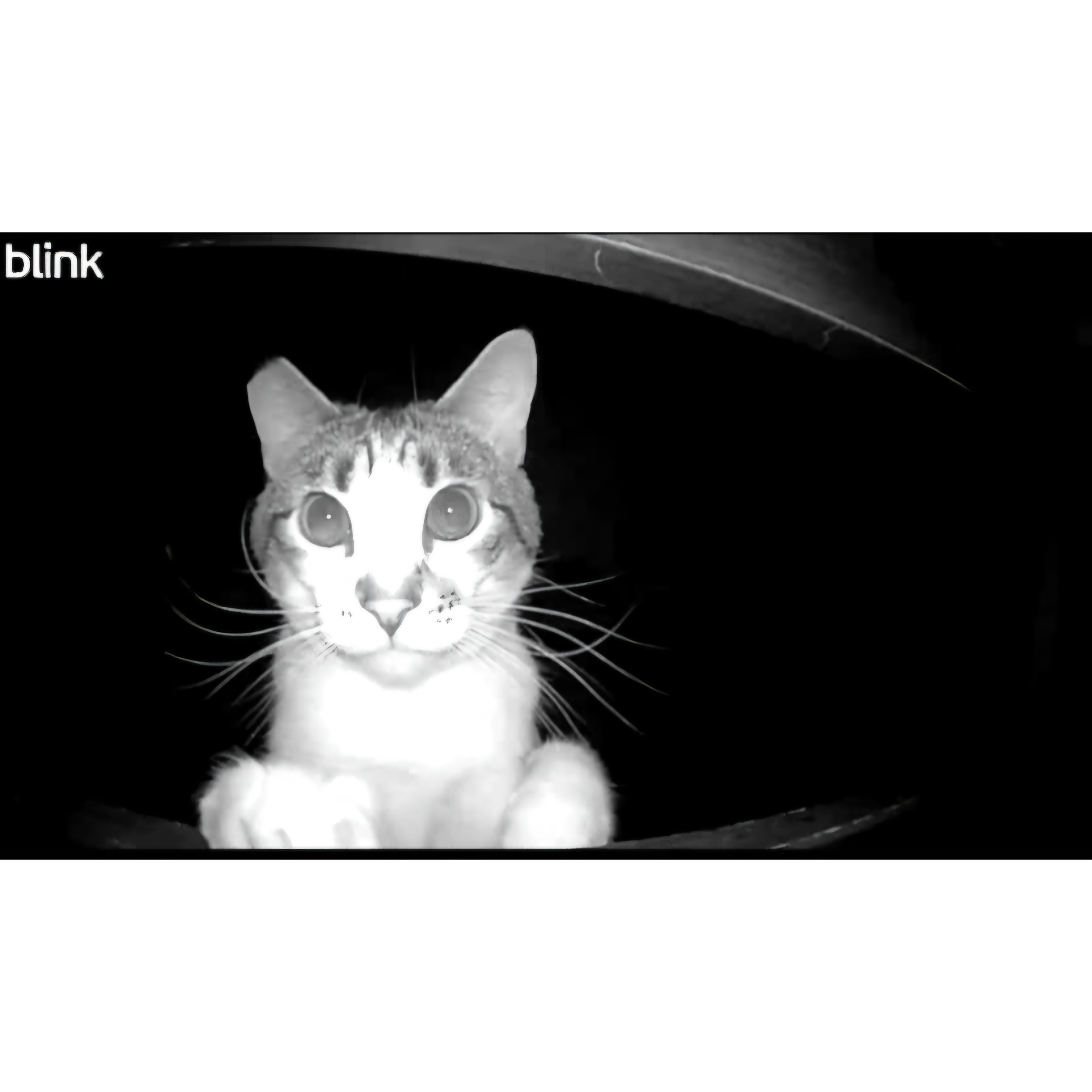 Bandit found the Blink Cam