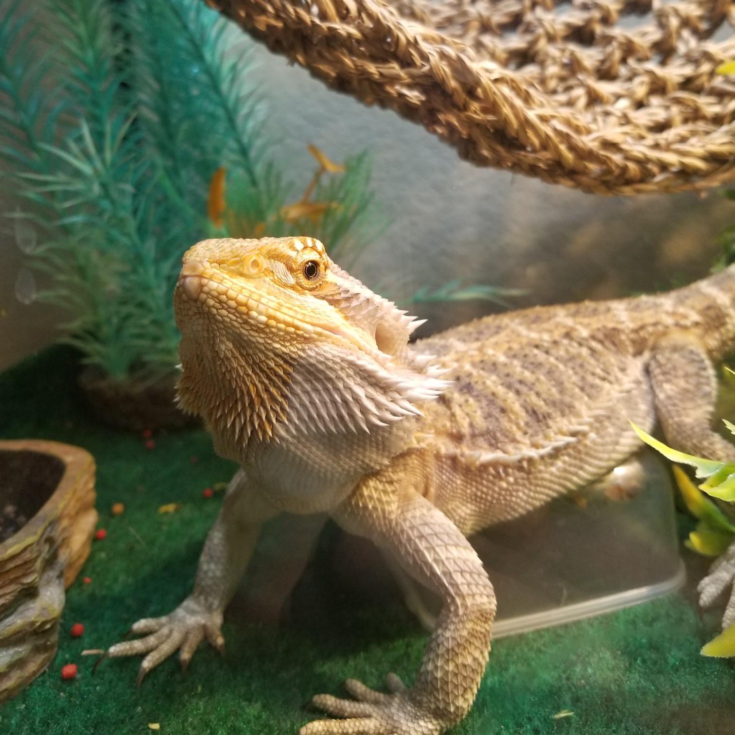 Our Bearded Dragon Von
