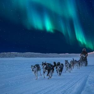 Dog sledding in Quebec