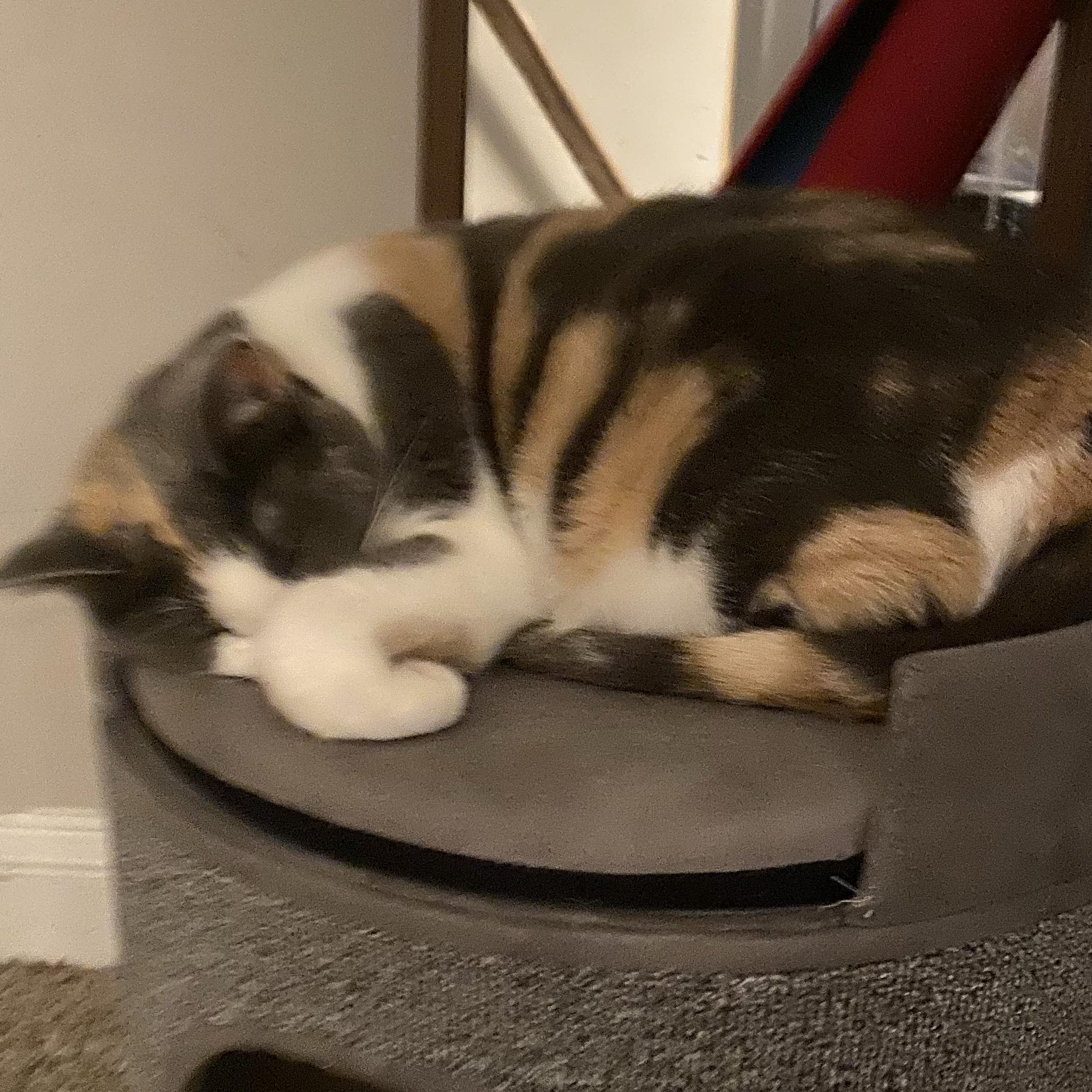 Cat Sitter For Our Honeymoon