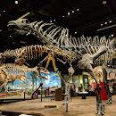 Denver Museum of Nature & Science