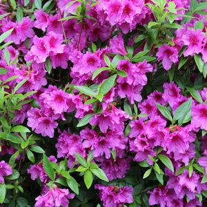 Azaleas