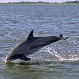 Dolphin Tours of Jekyll Island