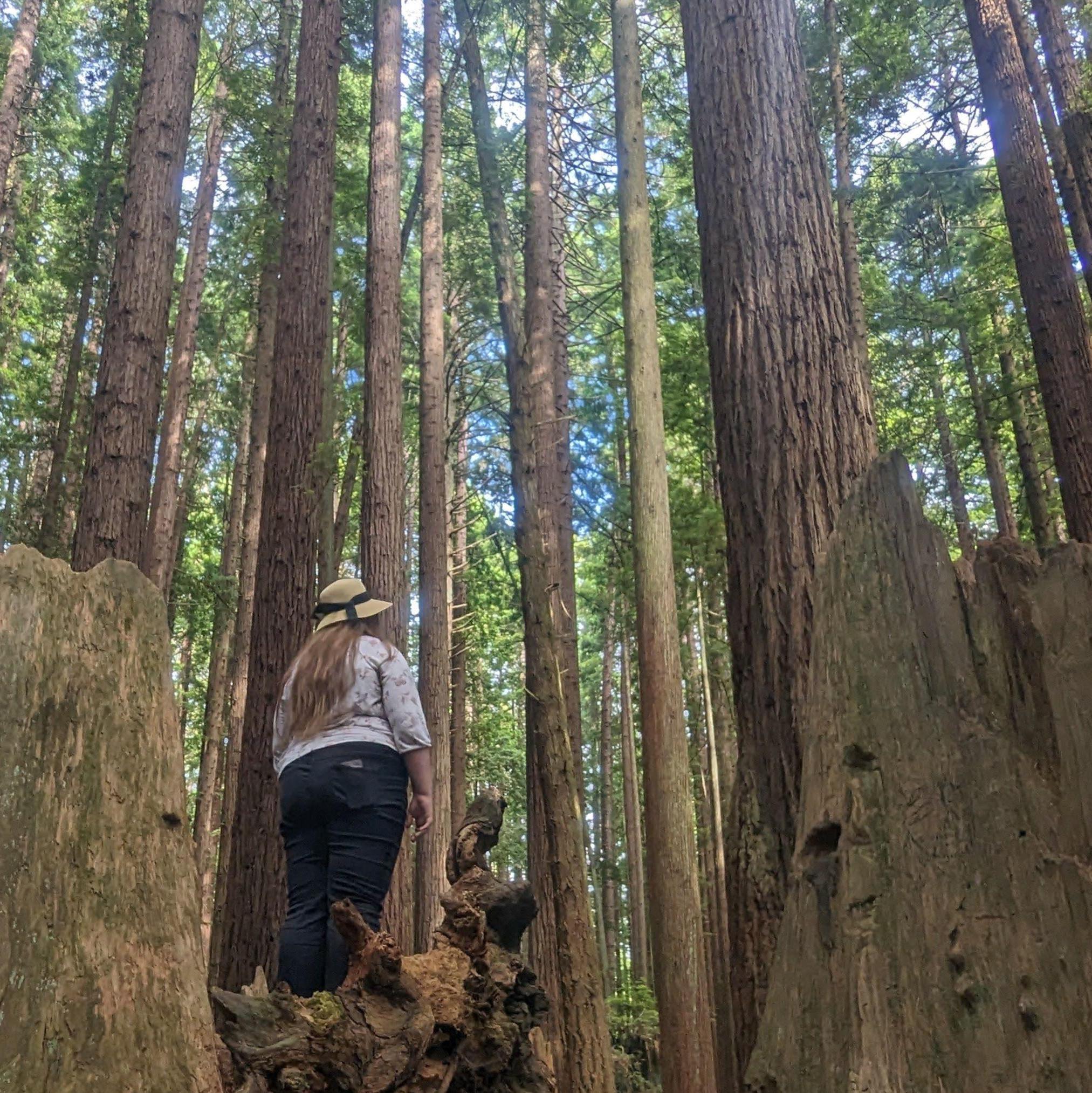 We really do live in a beautiful area, known for being a temparate rainforest and having ancient coastal redwoods.