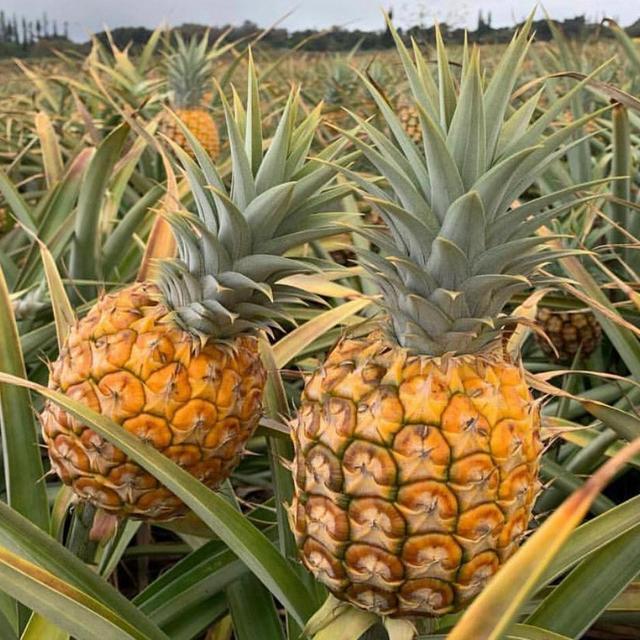 HONEYMOON EXPERIENCE: Maui Pineapple Plantation Tour