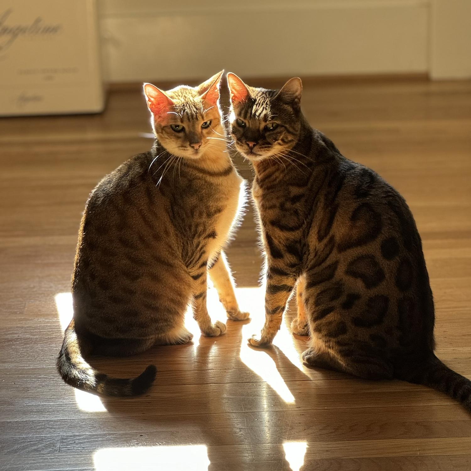 Biscuit & Shelby. We love them.