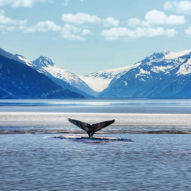 Armstrong Alaskan Cruise Honeymoon 2027