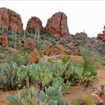 Boyce Thompson Arboretum