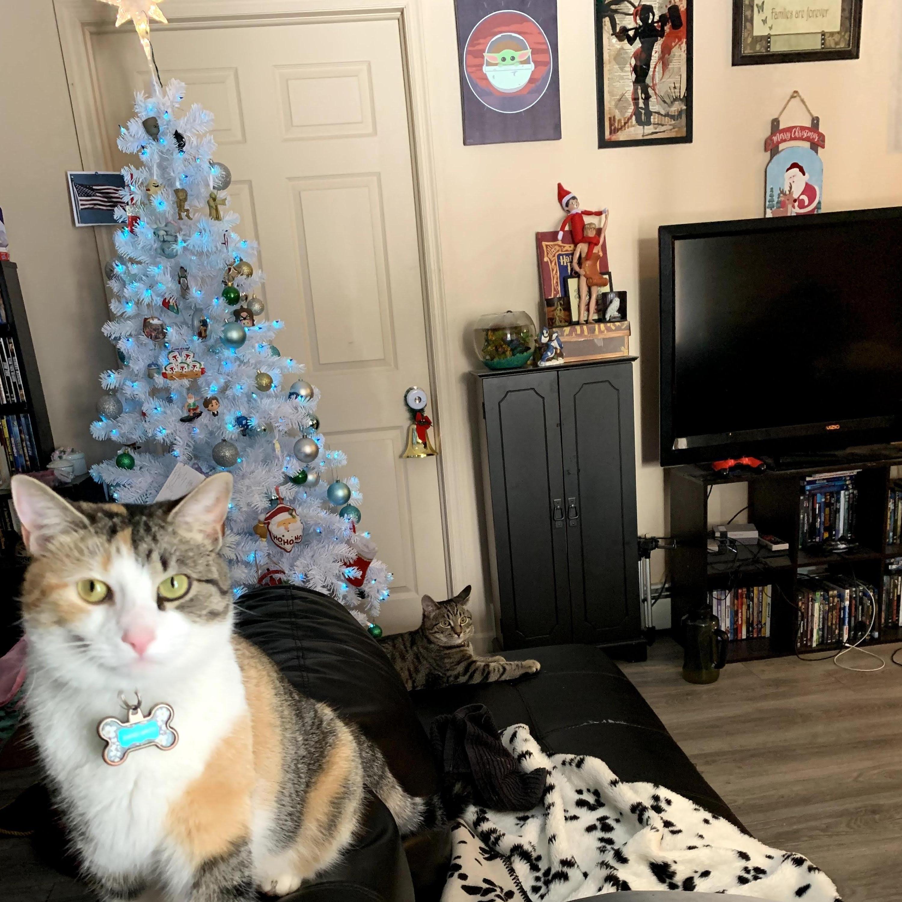 And now there are three fur babies... And a fish