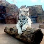 Irvine Park Zoo