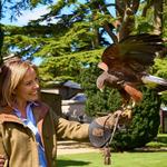 Archery & Falconry