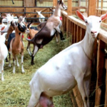 Lively Run Dairy Farm and Creamery