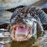 Everglades Alligator Farm