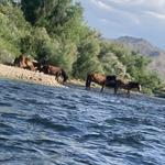 Salt River Tubing