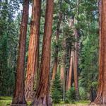Sequoia National Park