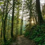 Forest Park