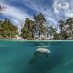 Manatee Park