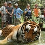 Big Cat Rescue